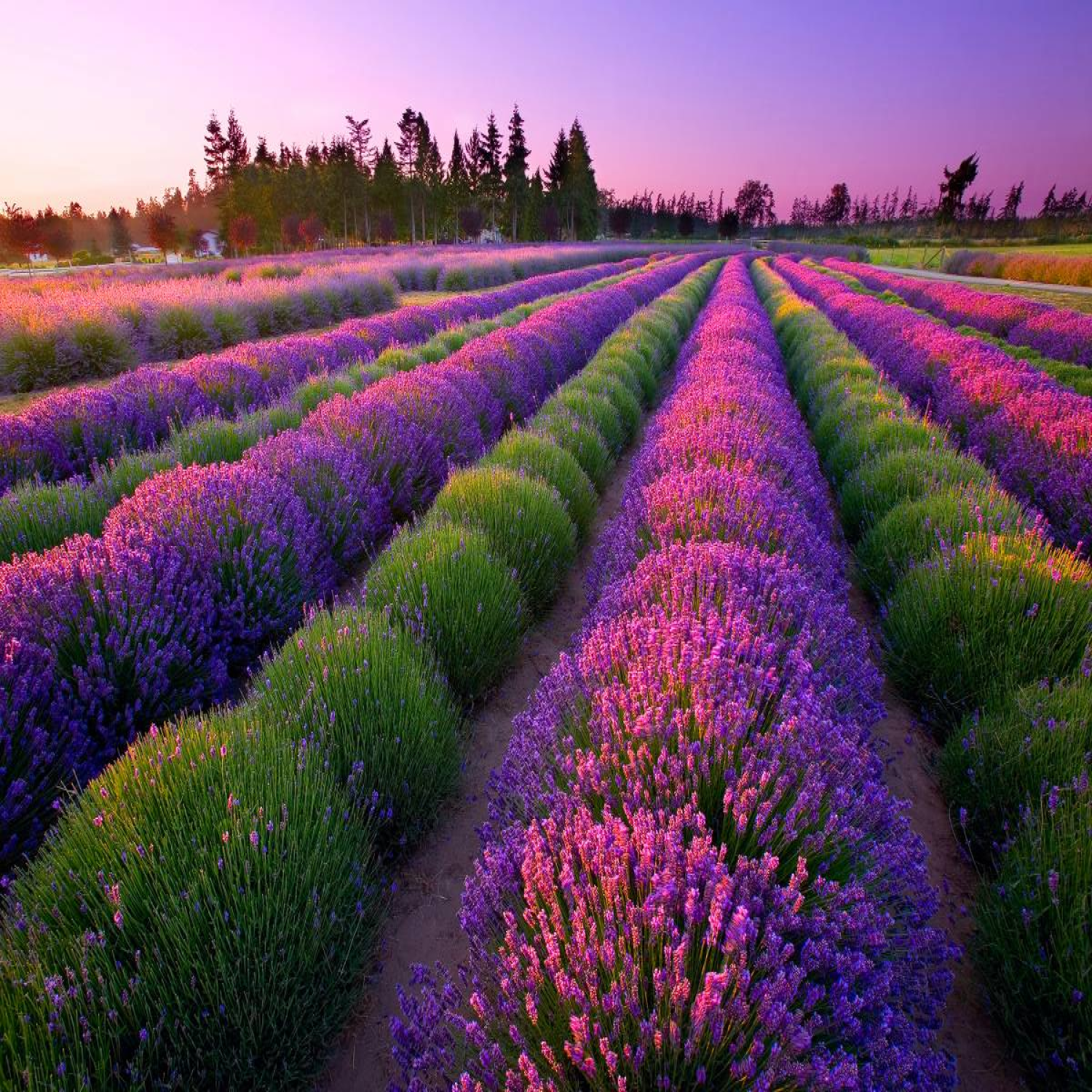 Crutch Aid 41U Test2